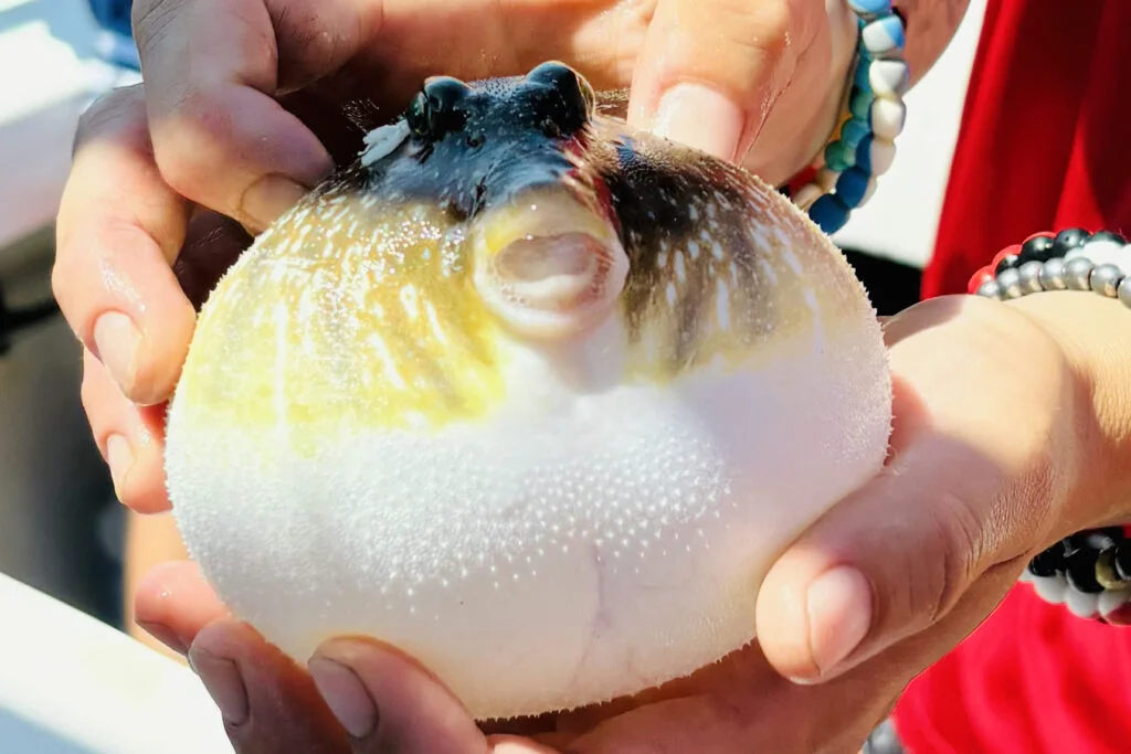 NEARSHORE-puffer