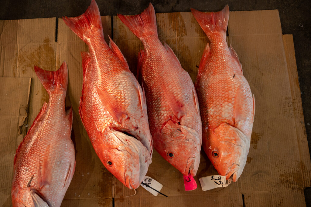 OFFSHORE-redsnapper-pile