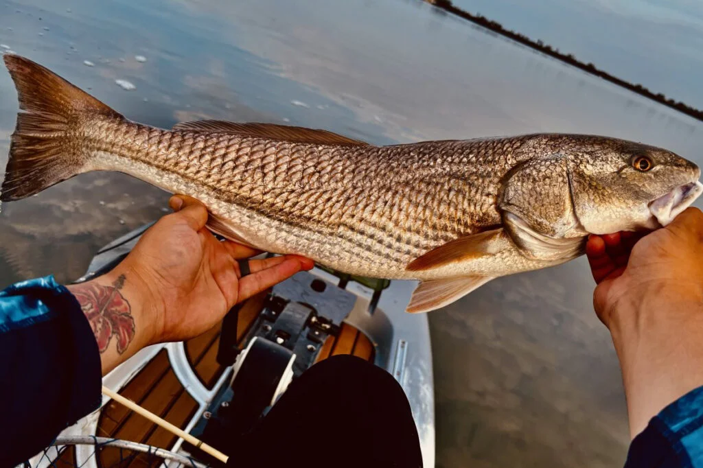 INSHORE-redfish3
