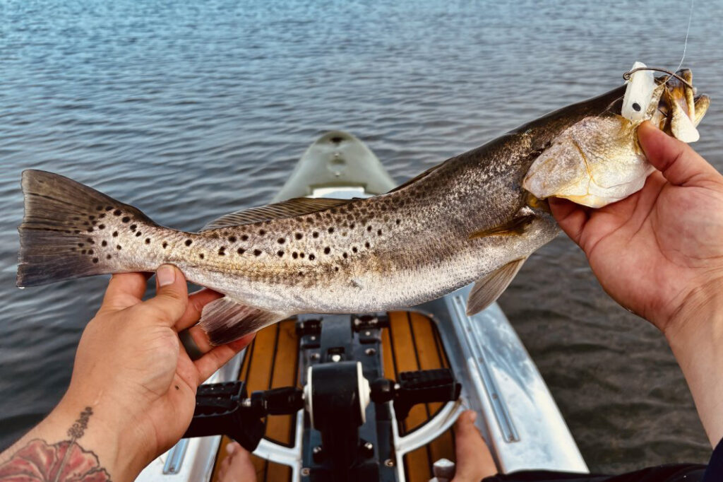 INSHORE-trout