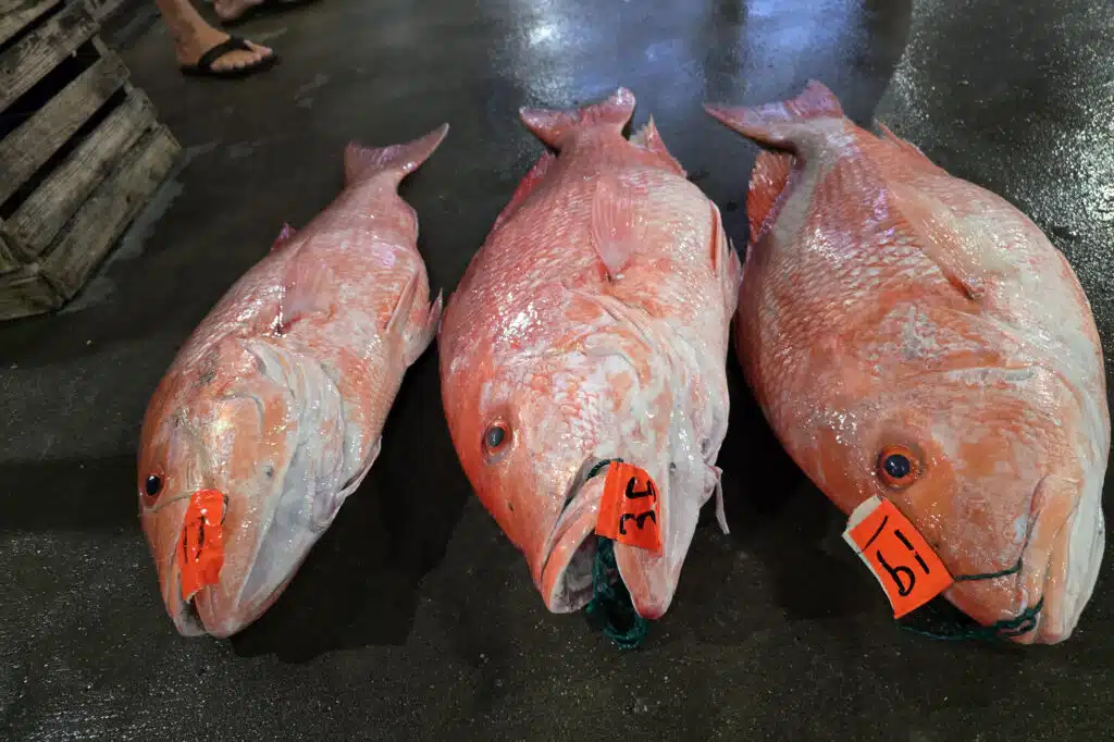 OFFSHORE-redsnapper