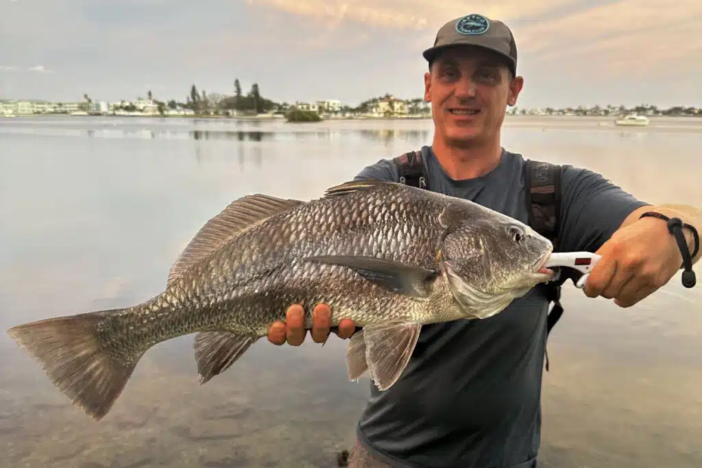 INSHORE-blackdrum