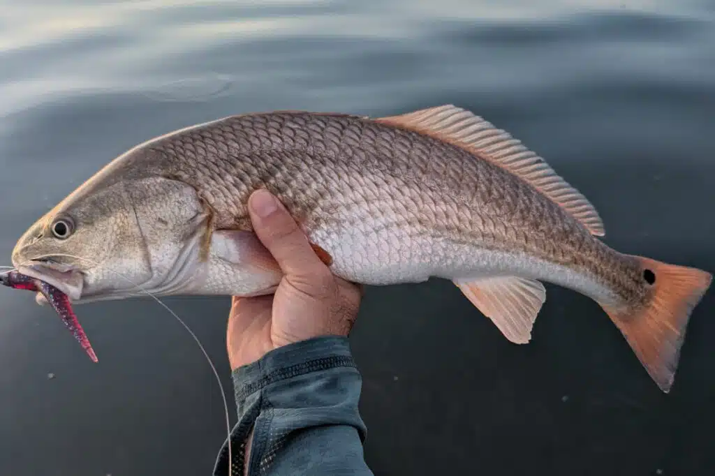INSHORE-redfish