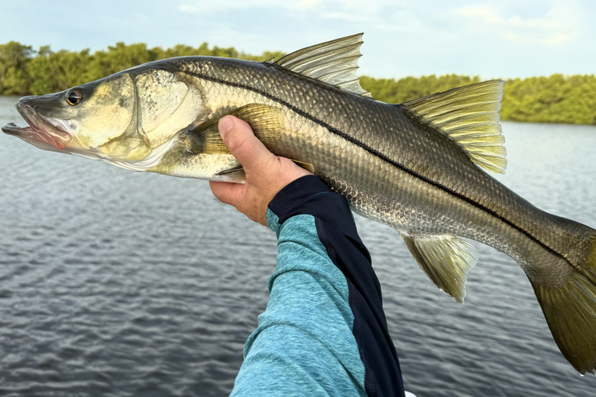 INSHORE-snook3