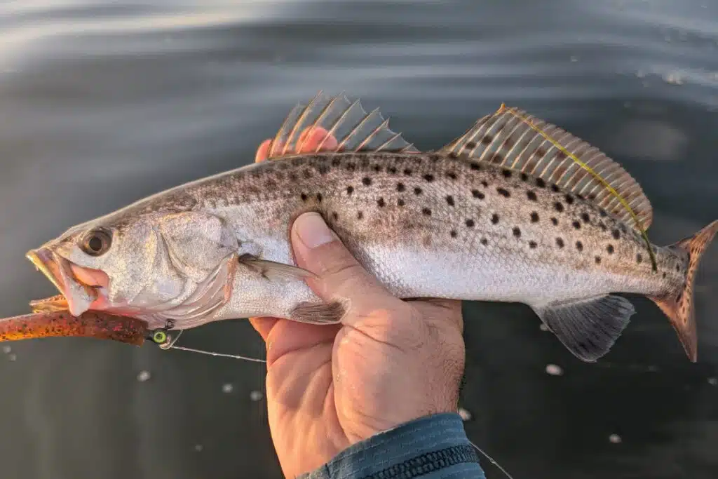 INSHORE-trout