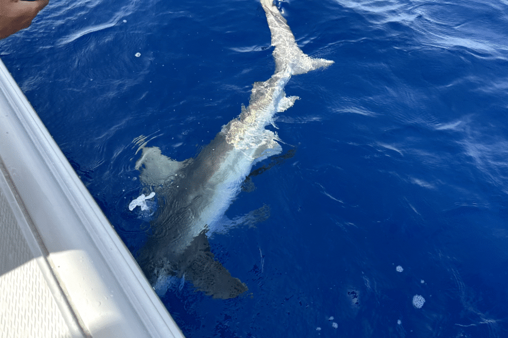 OFFSHORE-shark