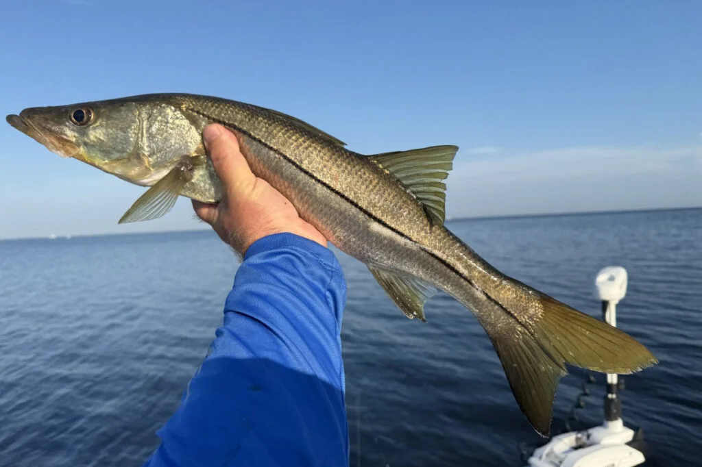 INSHORE-snook