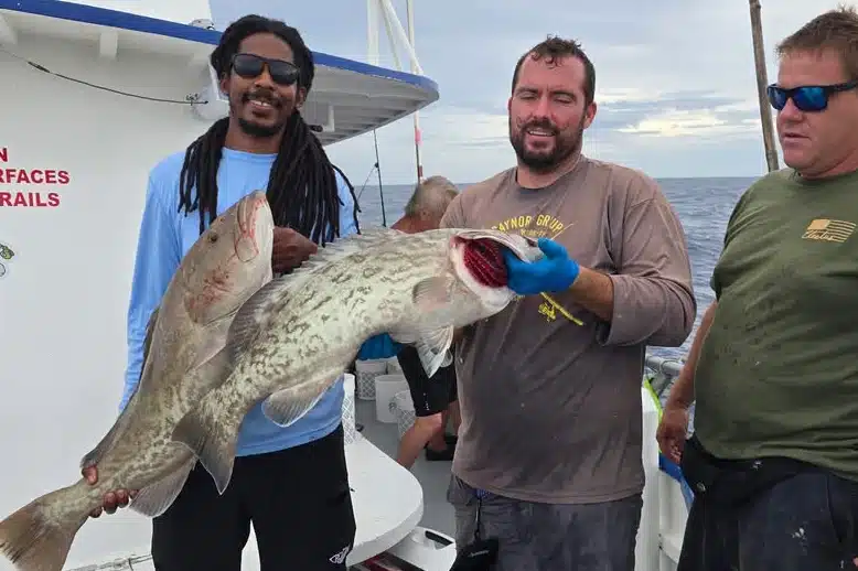OFFSHORE-gaggrouper