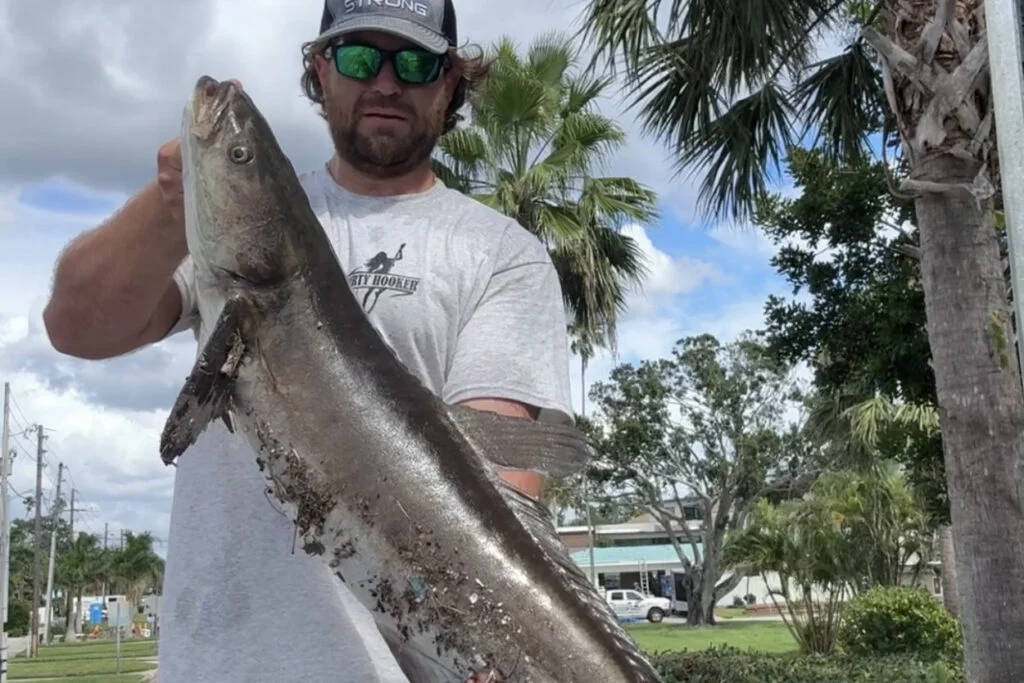 INSHORE-cobia