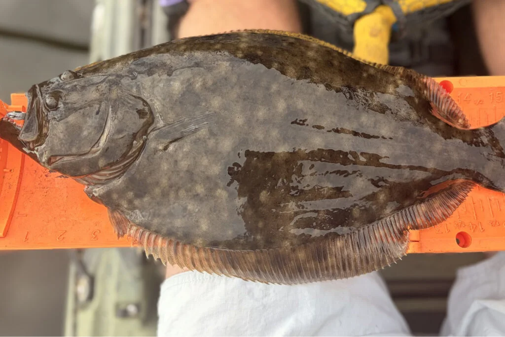 INSHORE-flounder