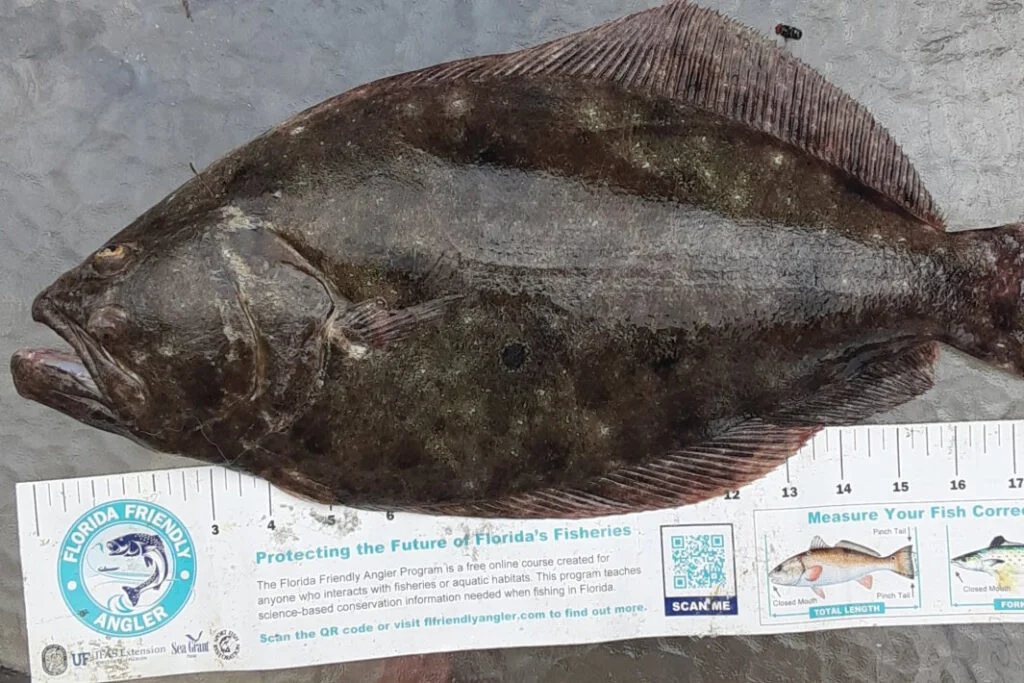 INSHORE-flounder3