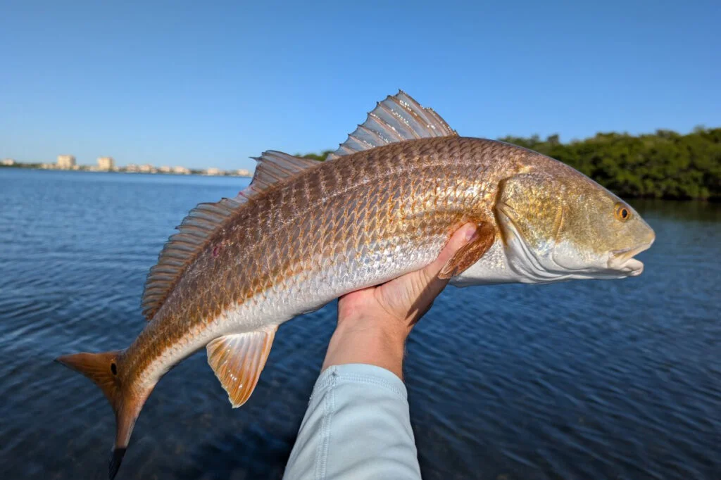 INSHORE-redfish4