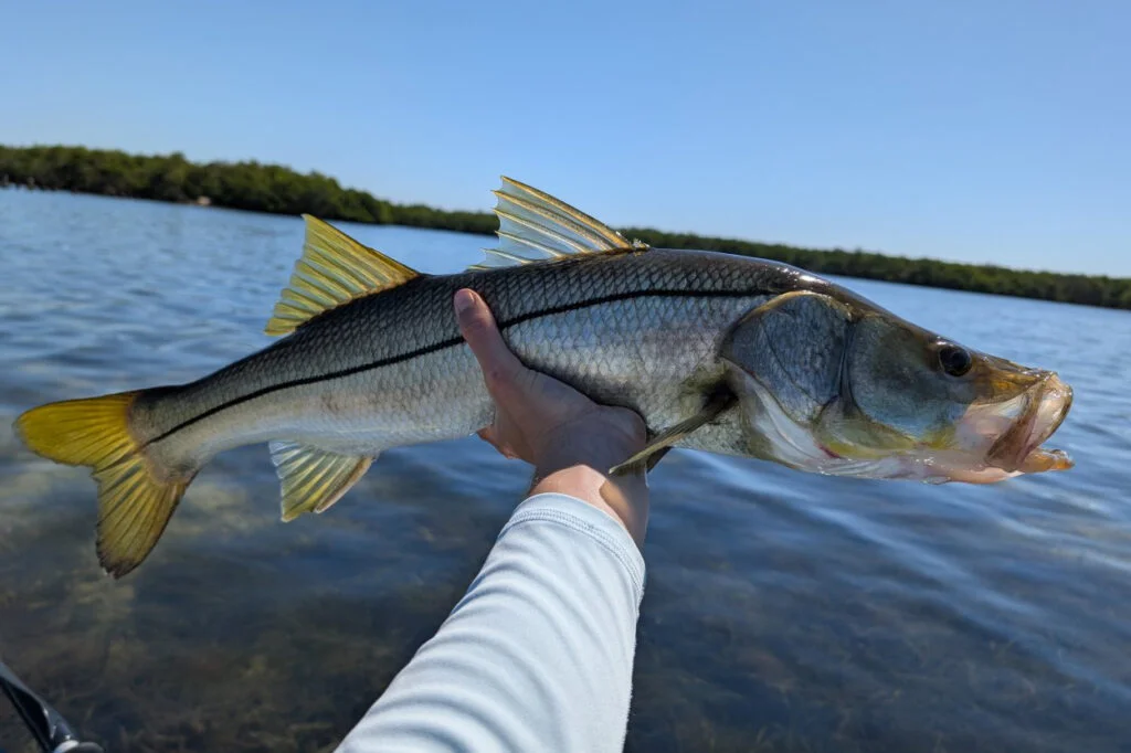 INSHORE-snook5