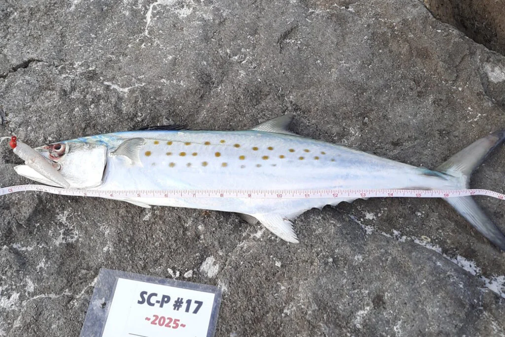 INSHORE-spanishmackerel