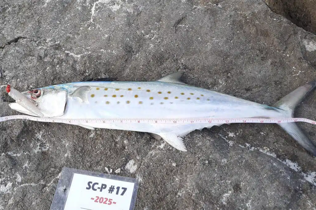 INSHORE-spanishmackerel