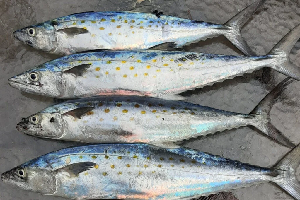 INSHORE-spanishmackerel3