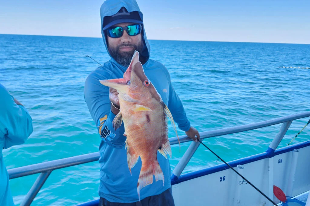NEARSHORE-hogfish (2)