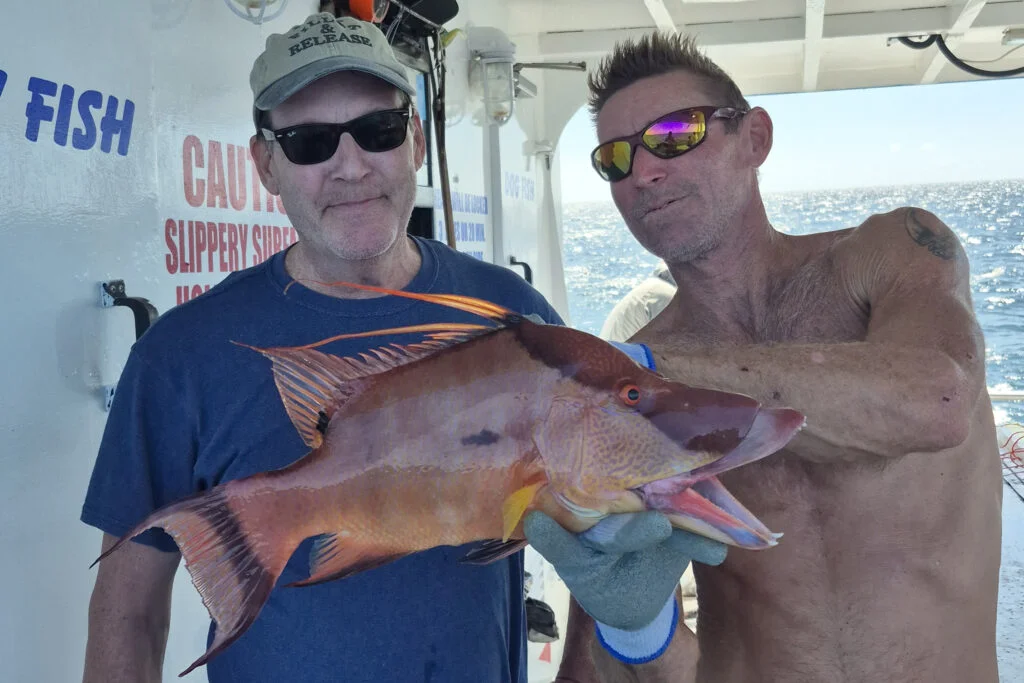 NEARSHORE-hogfish (2)