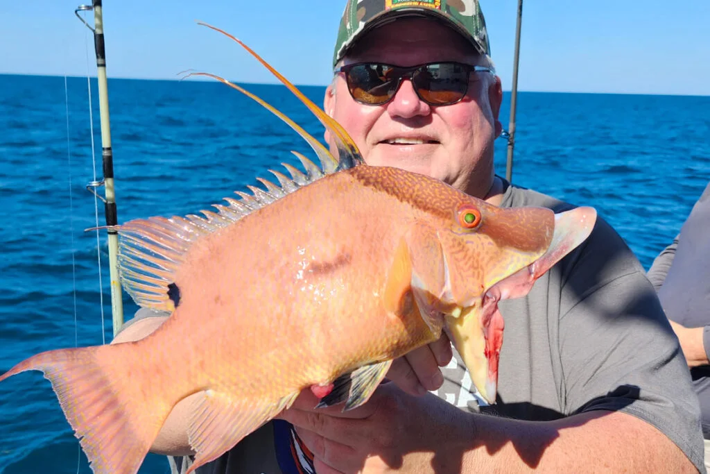 NEARSHORE-hogfish (3)