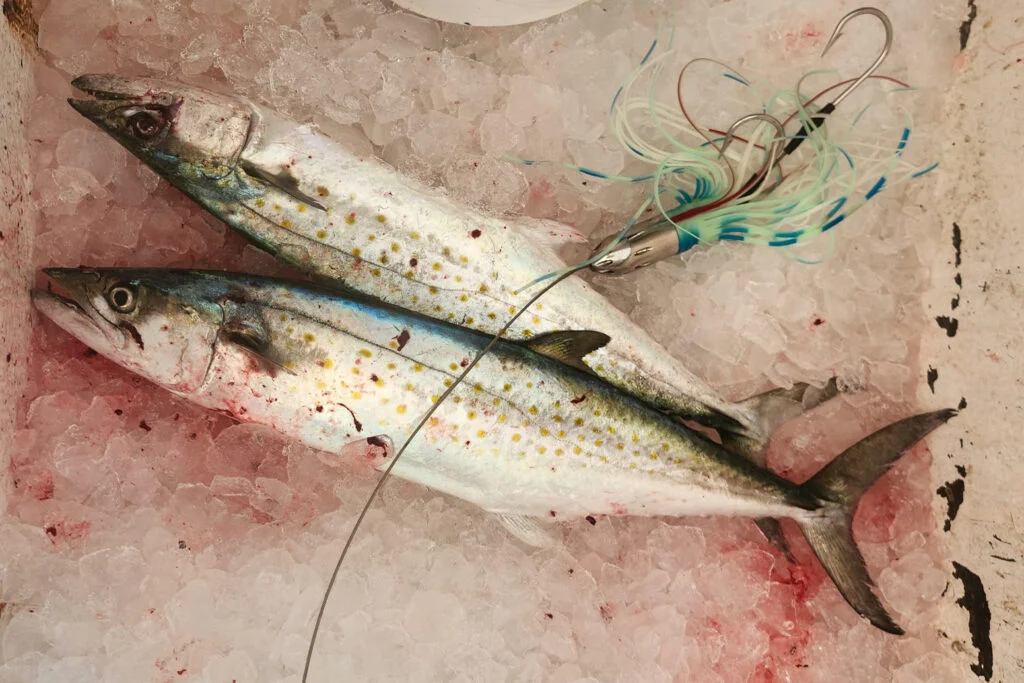 NEARSHORE-spanish-mackerel
