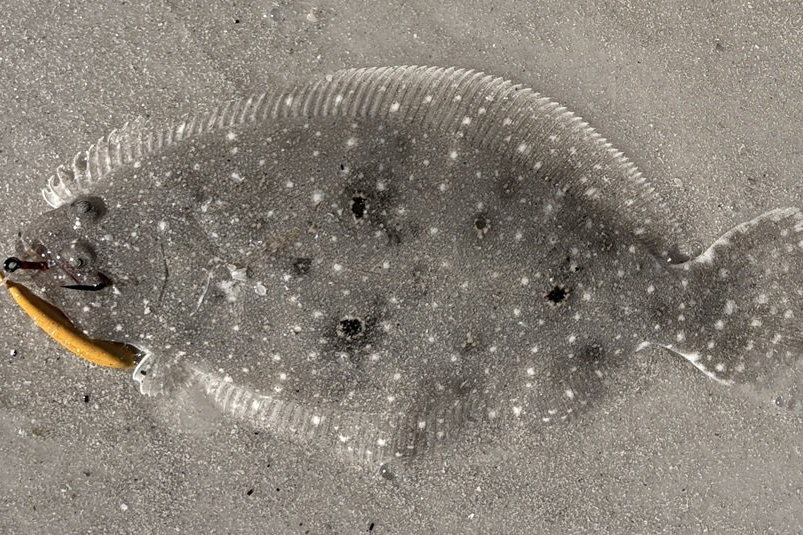 INSHORE-flounder3