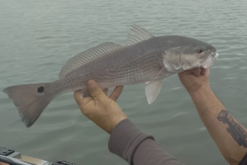 INSHORE-redfish (3)