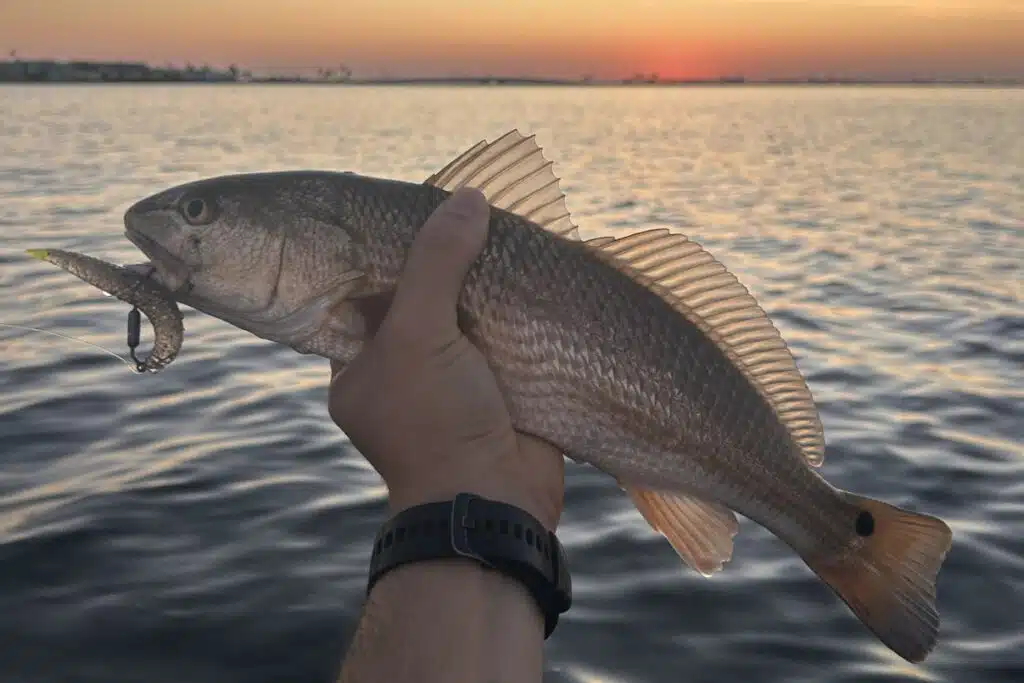 INSHORE-redfish