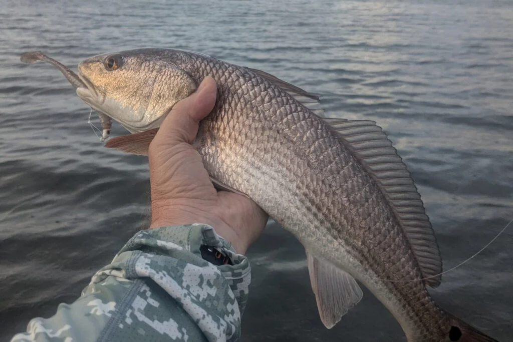 INSHORE-redfish2