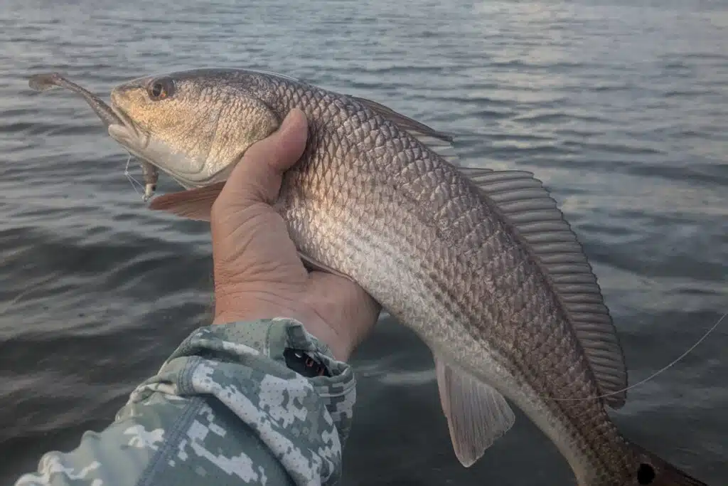 INSHORE-redfish2