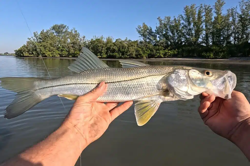 INSHORE-snook