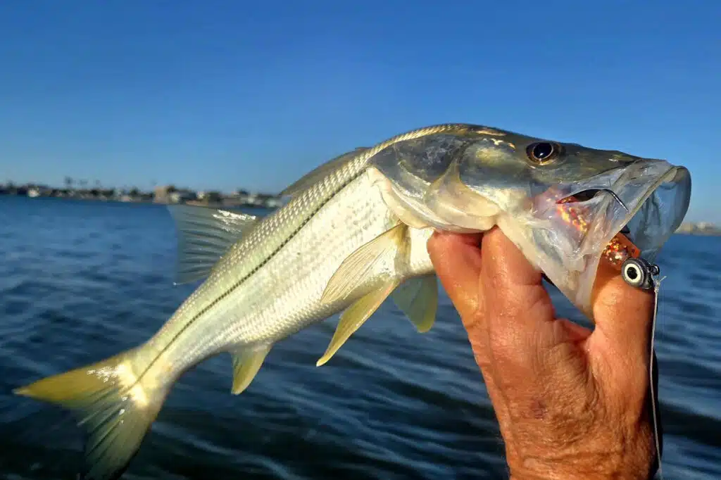 INSHORE-snook5