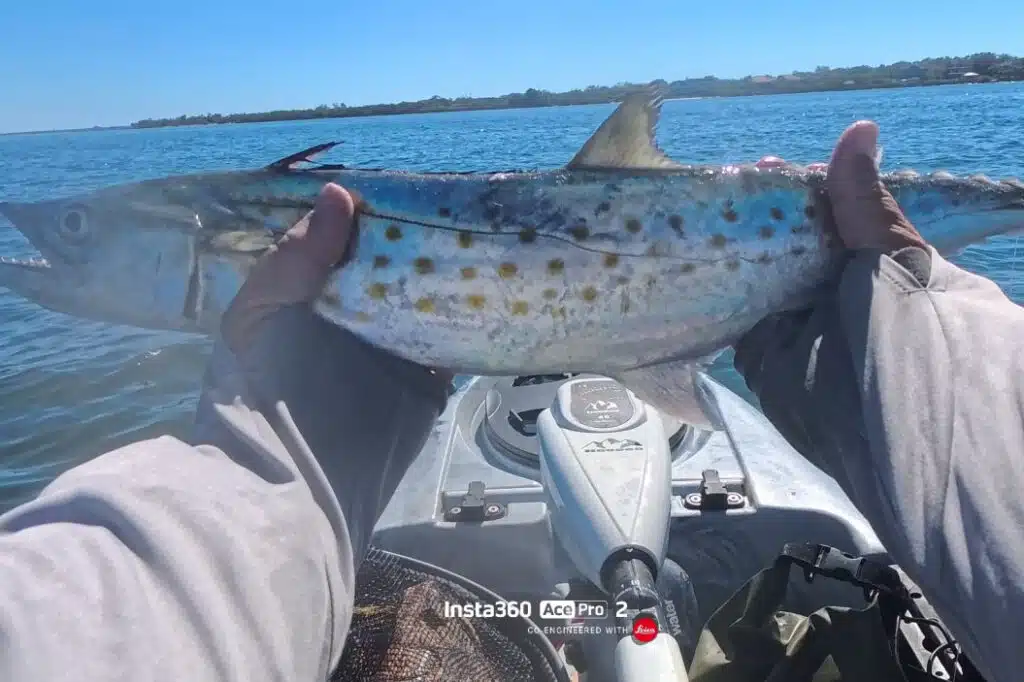 INSHORE-spanishmackeral