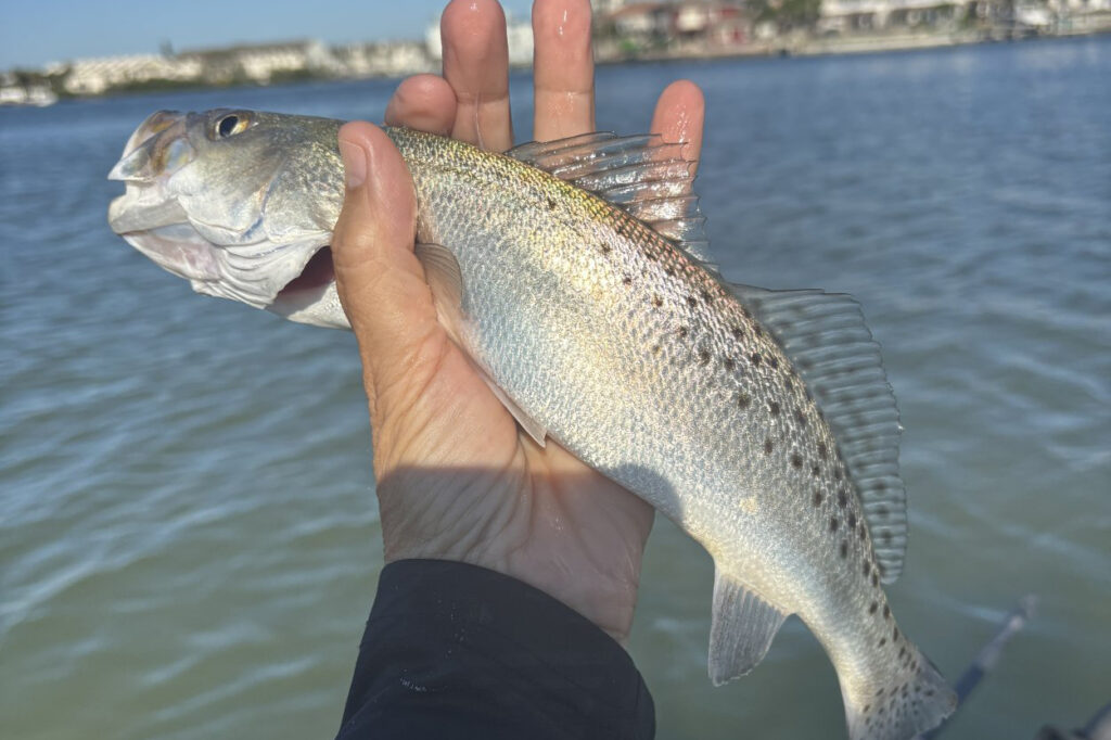 INSHORE-trout2