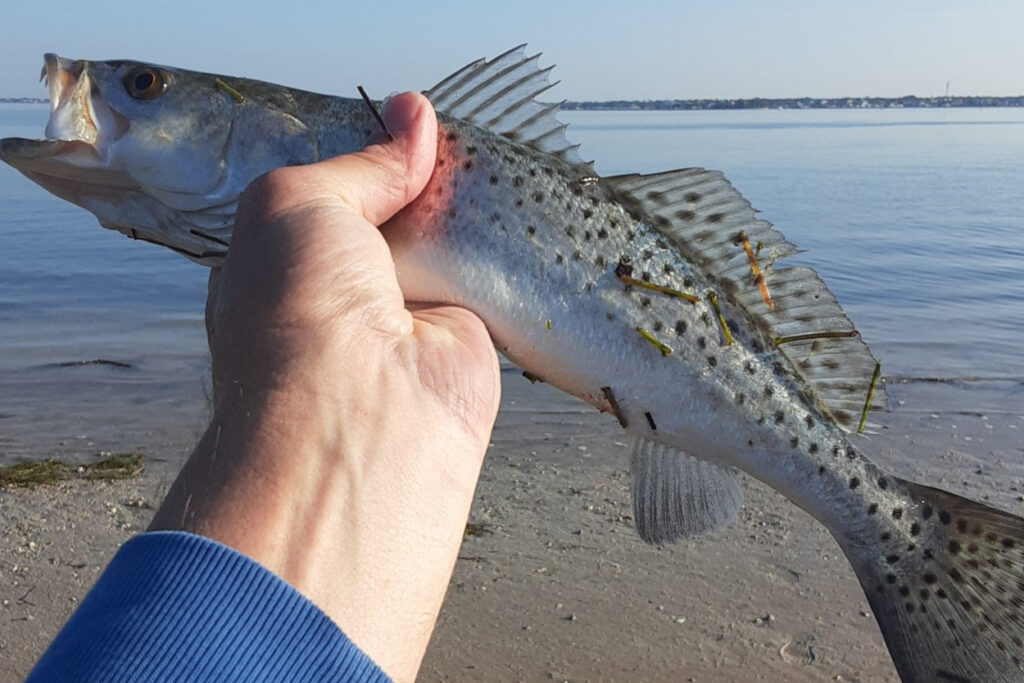 INSHORE-trout5