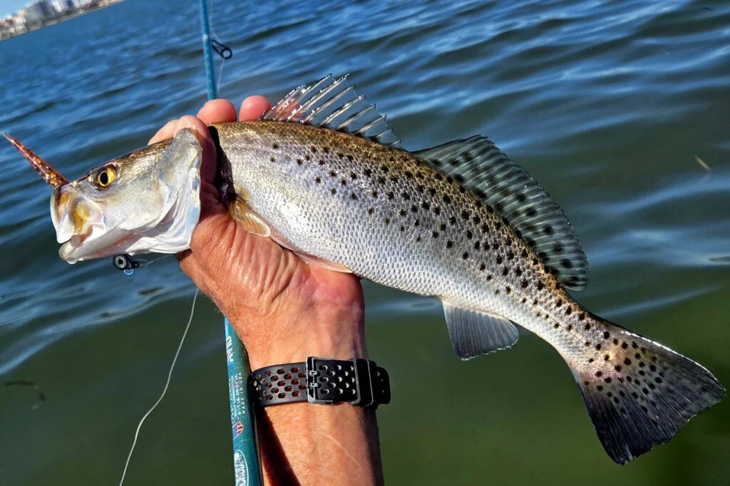 INSHORE-trout5