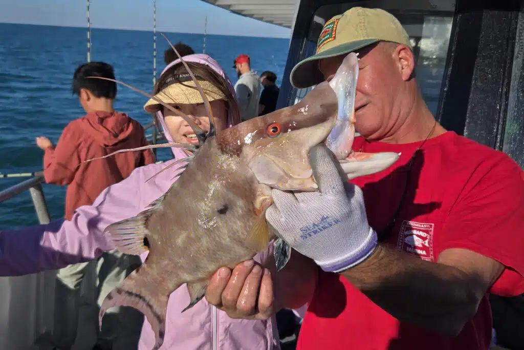 NEARSHORE-hogfish (1)