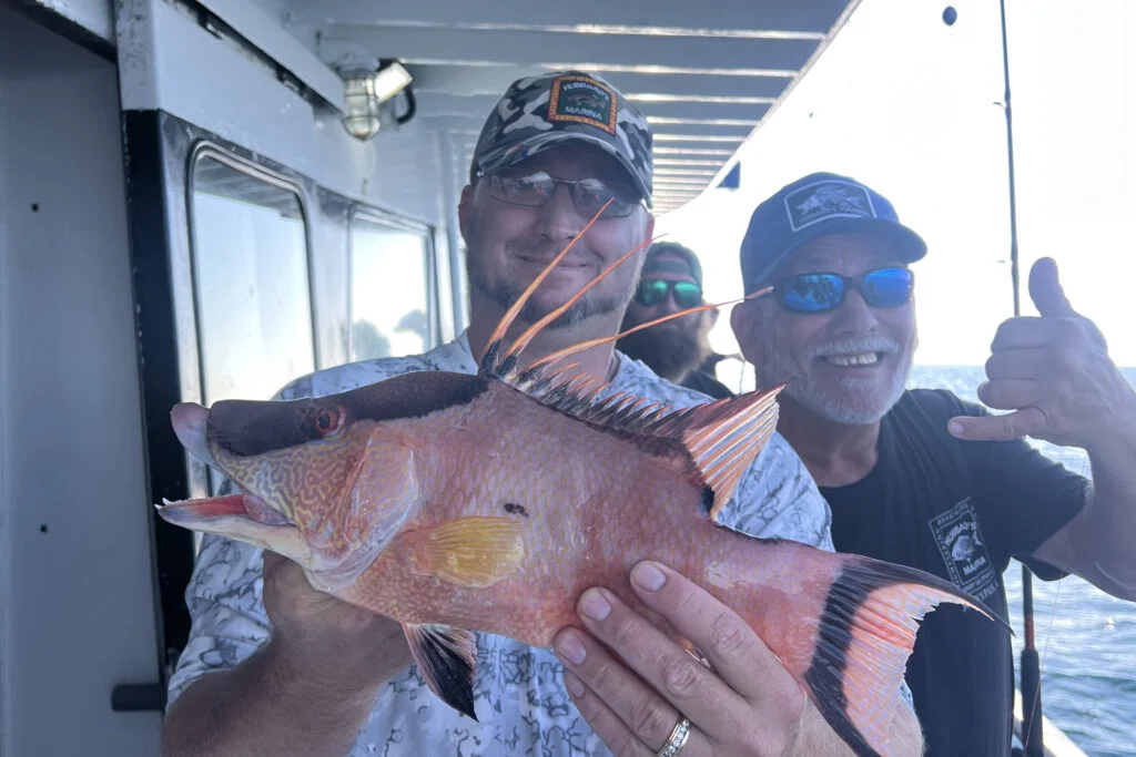 NEARSHORE-hogfish (16)