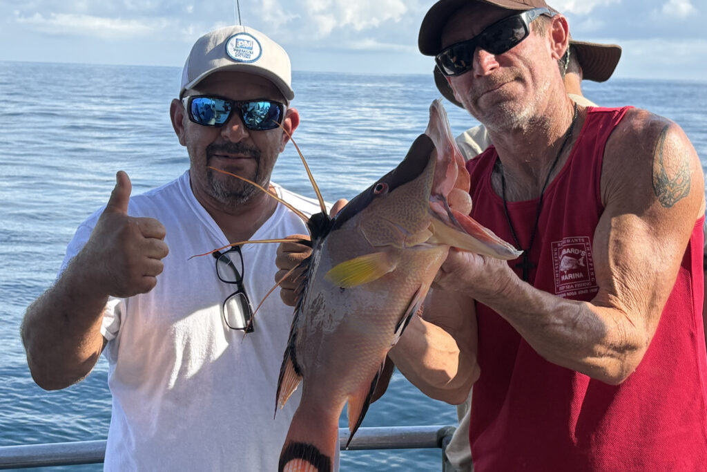 NEARSHORE-hogfish (2)