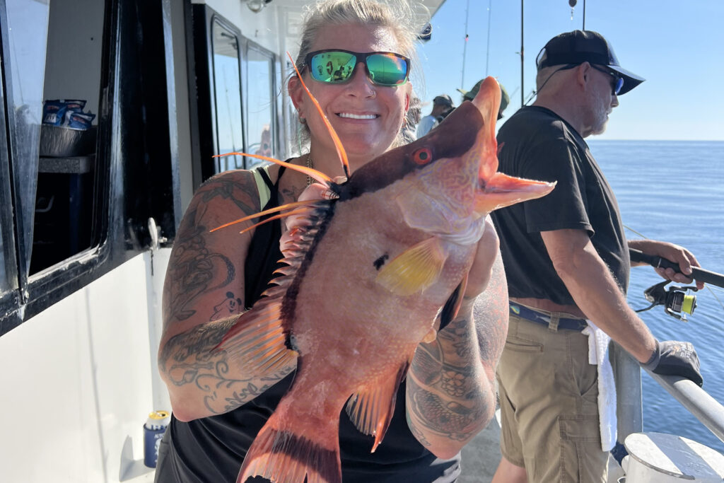 NEARSHORE-hogfish (5)