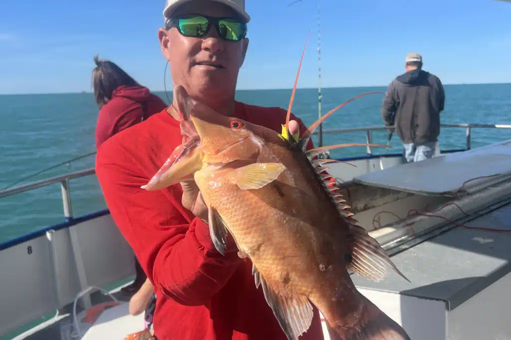 NEARSHORE-hogfish (6)