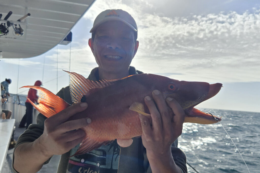 NEARSHORE-hogfish (6)