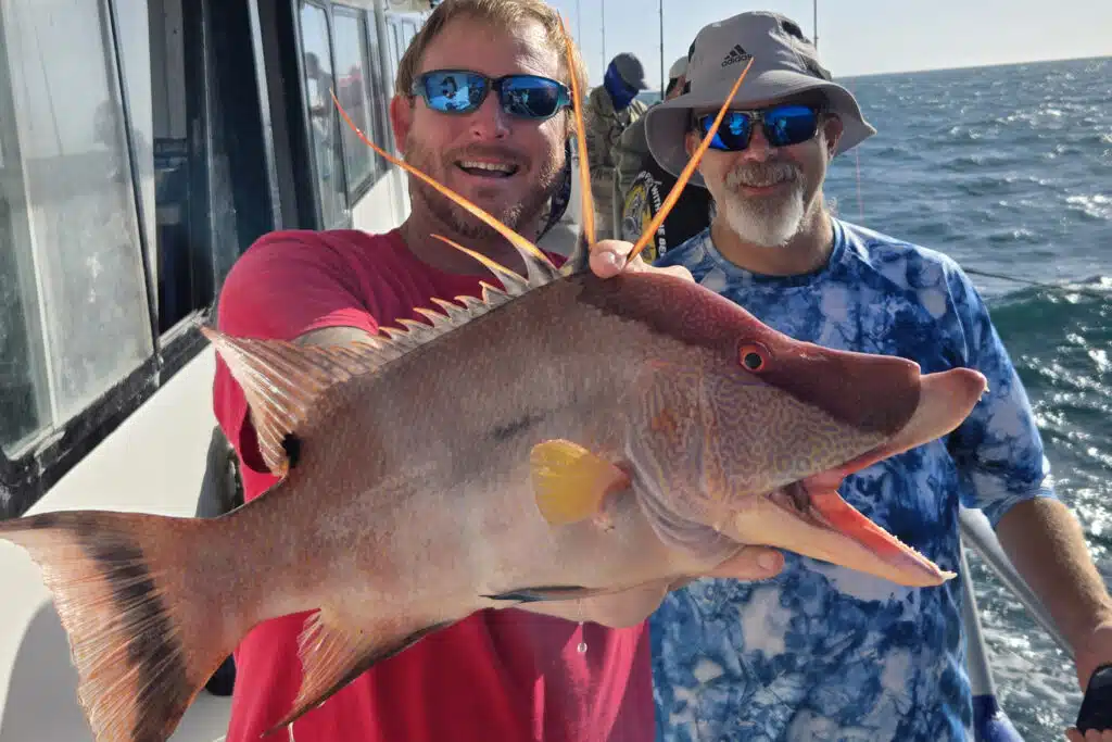 NEARSHORE-hogfish (7)