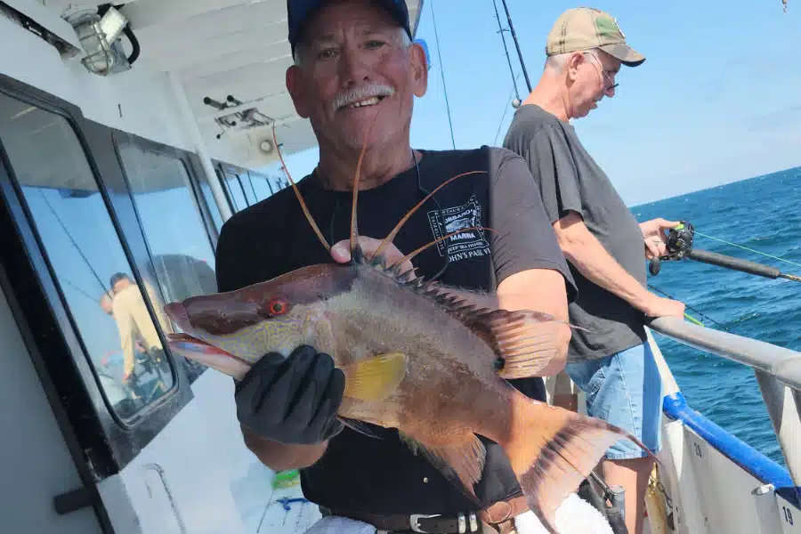 NEARSHORE-hogfish (8)