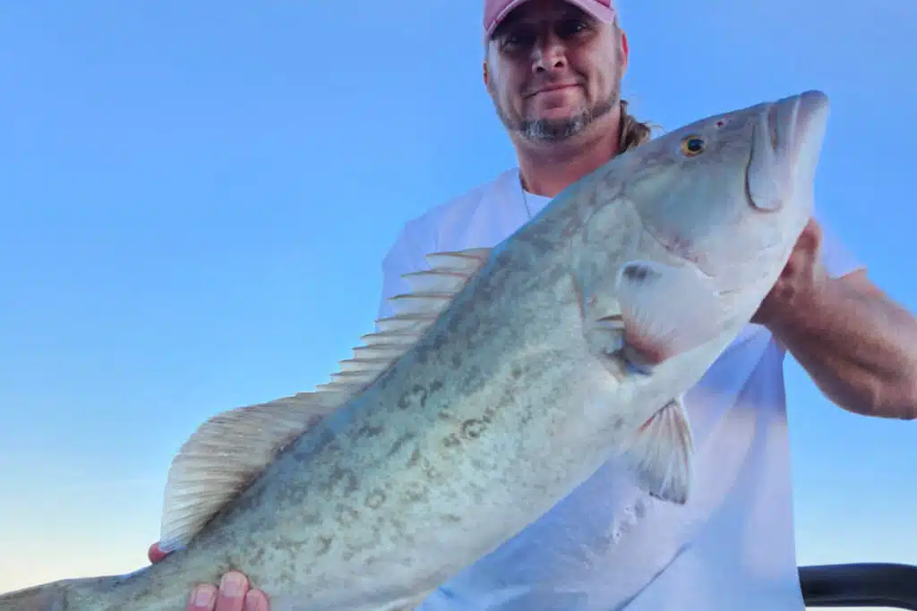 OFFSHORE-gaggrouper (1)