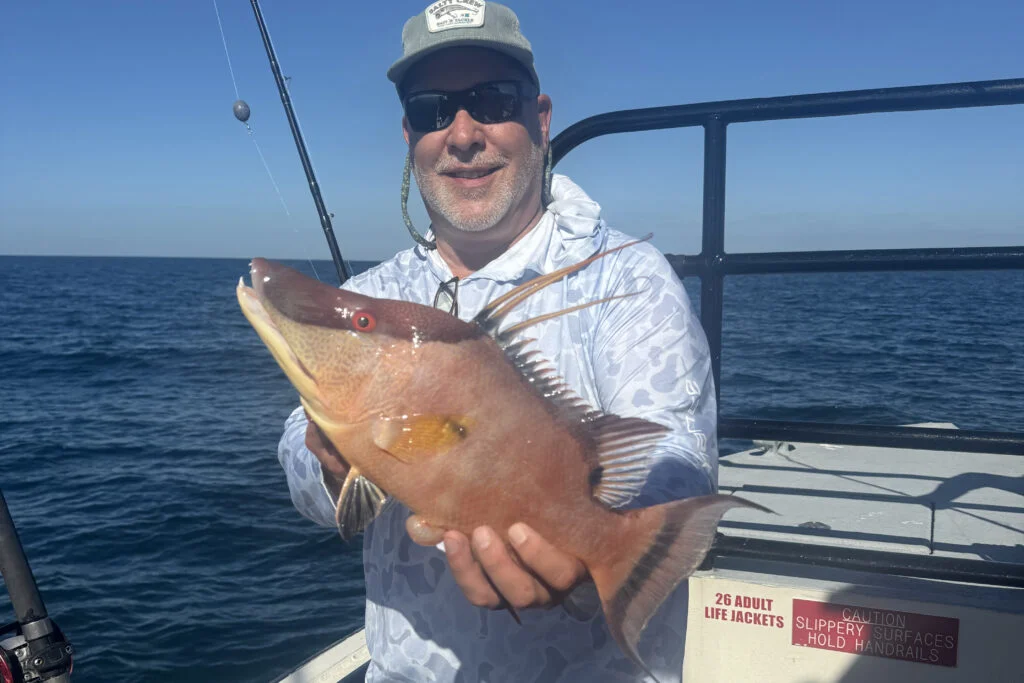 OFFSHORE-hogfish