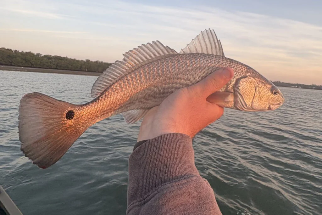 INSHORE-redfish