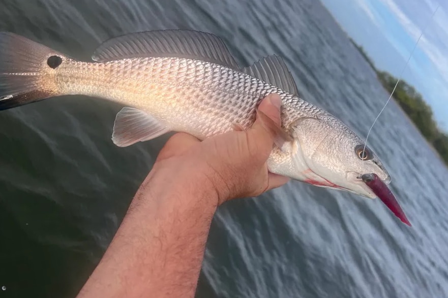 INSHORE-redfish2