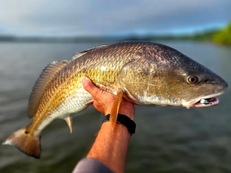 INSHORE-redfish4