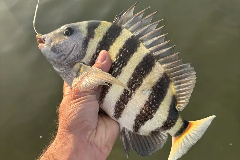 INSHORE-sheepshead