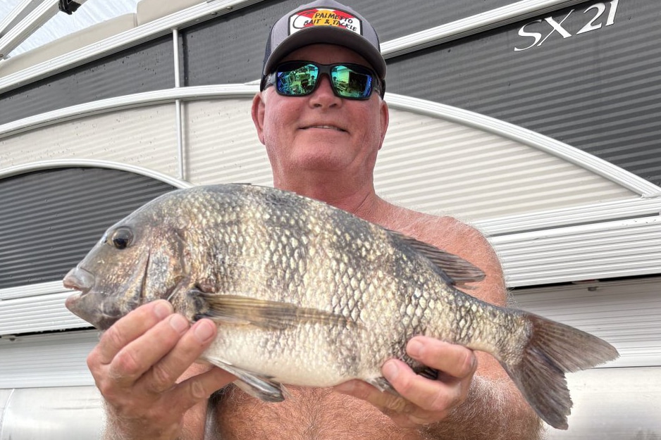 INSHORE-sheepshead